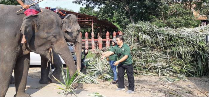 สมาคมสมาพันธ์ช้างไทย ลงพื้นที่มอบอาหารให้ช้างทั่วประเทศ พร้อมเตรียมเปิดคลังธนาคารอาหารเพื่อช้าง