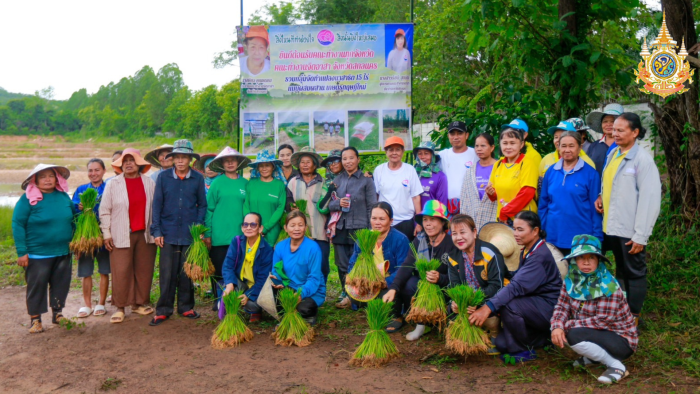 คณะจิตอาสาหลายจังหวัด ลงแขกดำนาปลูกข้าว 