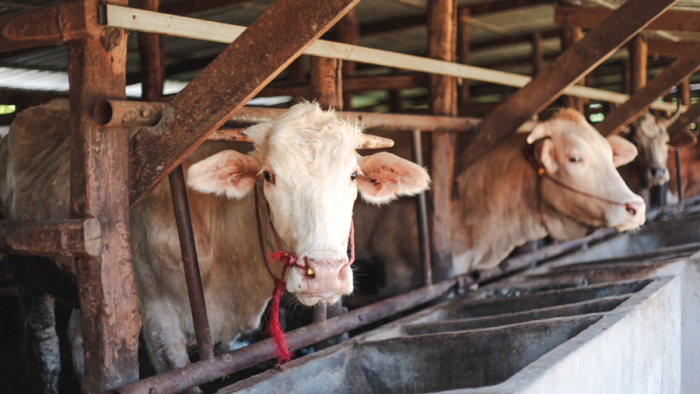 Piyasak 1955 Foundation encourages members to train in cattle raising in the Nakhon Phanom Learning Center Project.